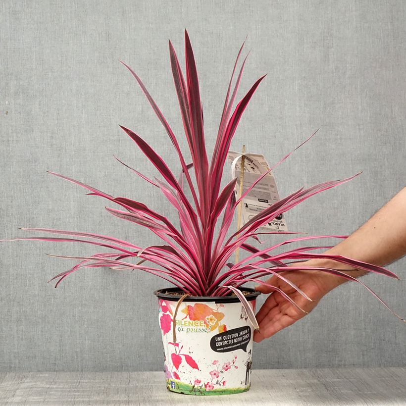 Cordyline australis Pink passion - Cordiline Vaso da 4L/5L esemplare consegnato in primavera