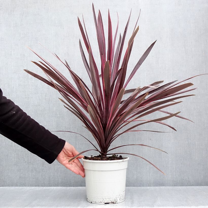 Esemplare di Cordyline australis Pink passion - Cordiline Vaso da 4L/5L come consegnato in autunno