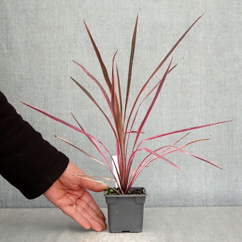 Cordyline australis Southern Splendour - Cordiline Vasetto da 8/9 cm esemplare consegnato in primavera