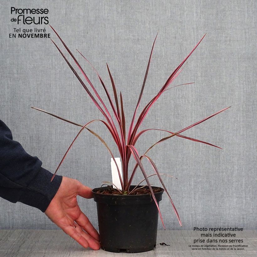 Esemplare di Cordyline australis Southern Splendour - Cordiline Vaso da 2L/3L come consegnato in autunno