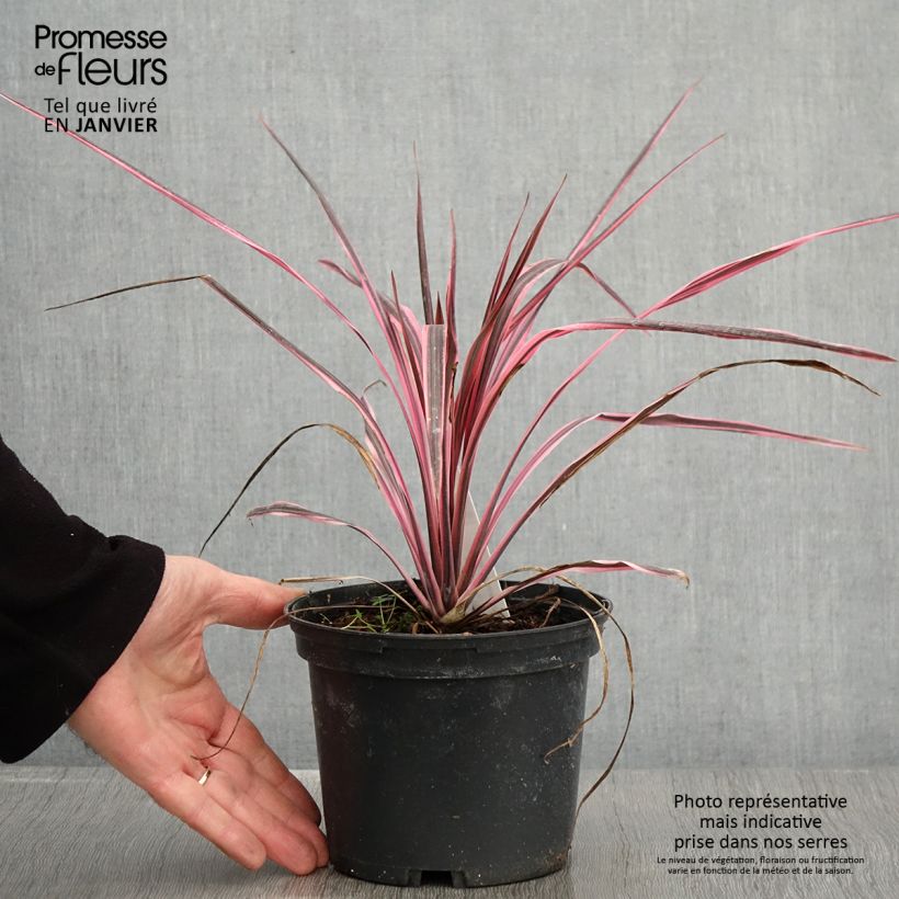 Cordyline australis Southern Splendour - Cordiline Vaso da 2L/3L esemplare consegnato in inverno