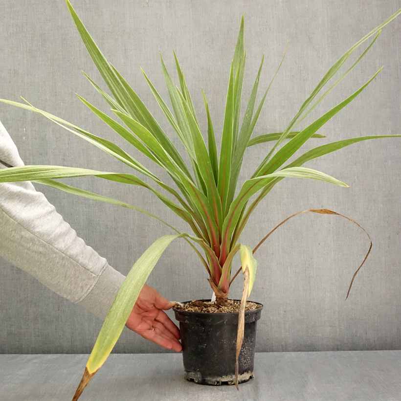 Esemplare di Cordyline australis Sundance - Cordiline Vaso da 2L/3L come consegnato in autunno