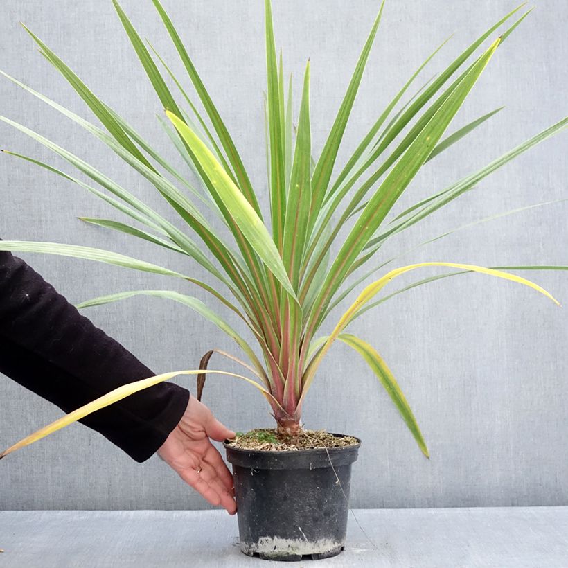 Cordyline australis Sundance - Cordiline Vaso da 2L/3L esemplare consegnato in inverno