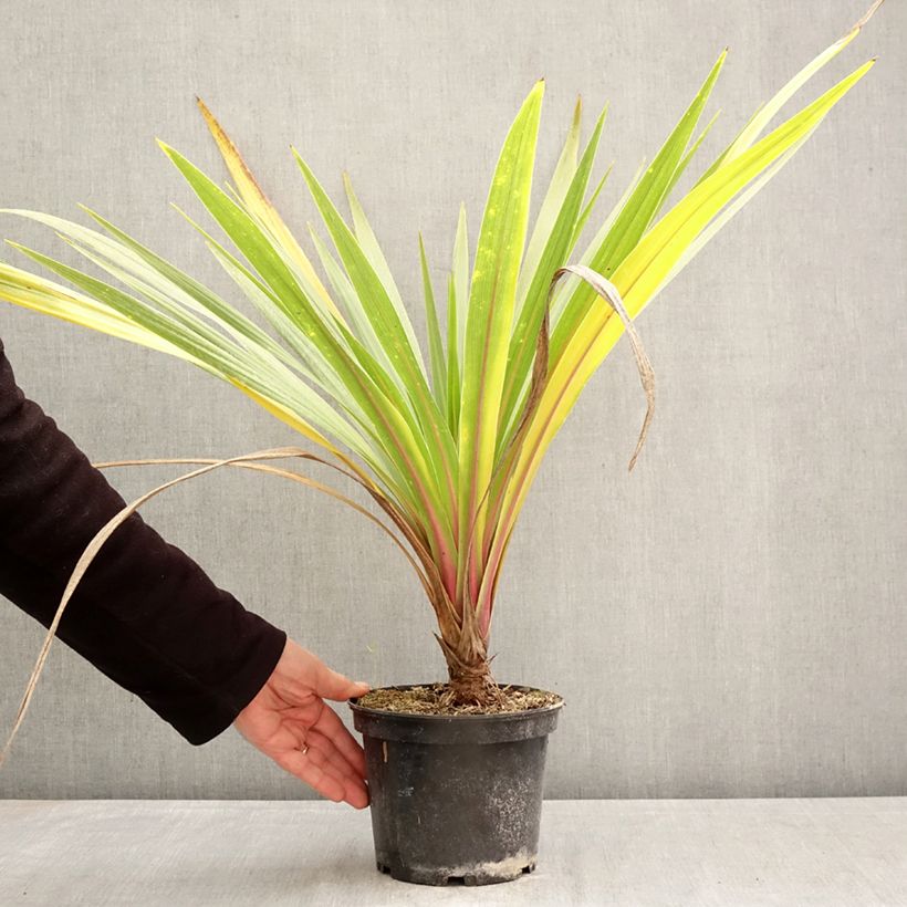 Cordyline australis Sundance - Cordiline Vaso da 2L/3L esemplare consegnato in primavera