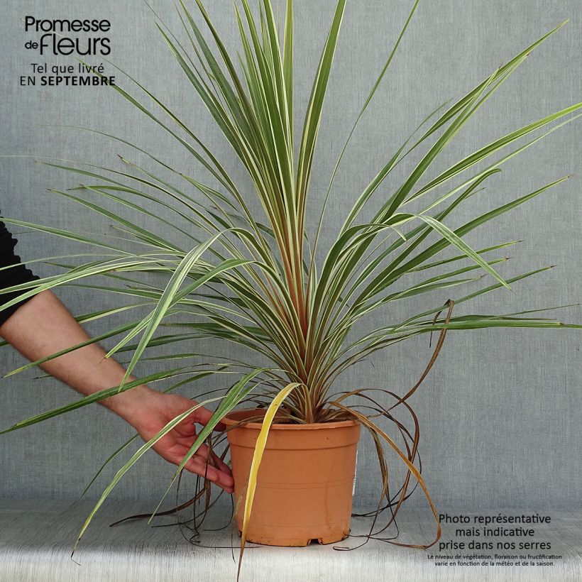 Esemplare di Cordyline australis Torbay Dazzler - Cordiline Vaso da 4L/5L come consegnato in autunno