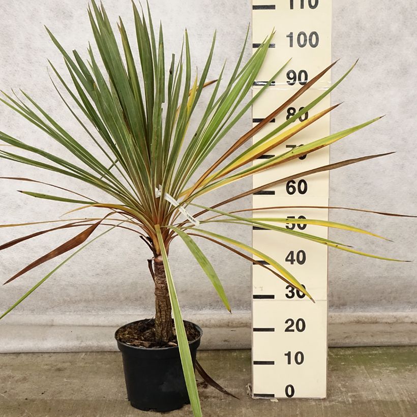 Esemplare di Cordyline australis Torbay Dazzler - Cordiline Vaso da 4L/5L come consegnato in autunno