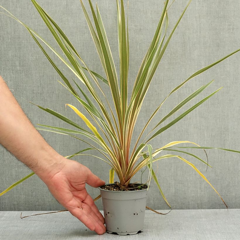 Cordyline australis Torbay Dazzler - Cordiline Vaso da Ø 12 cm / 13 cm esemplare consegnato in primavera