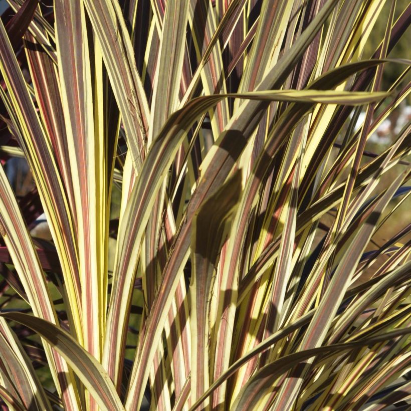 Cordyline banksii Electric Flash - Cordiline (Fogliame)