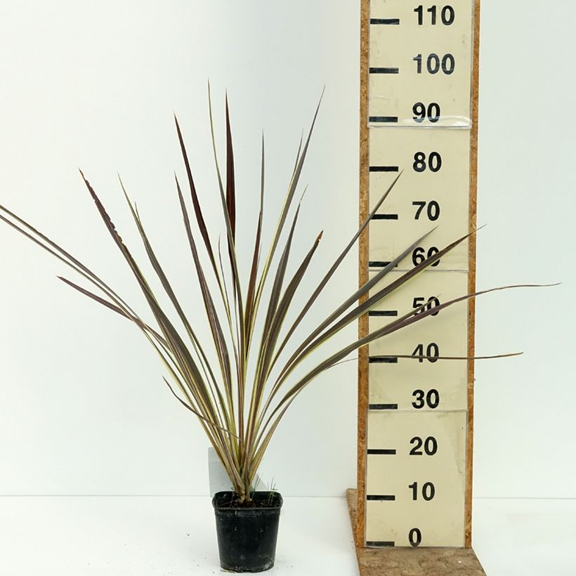 Esemplare di Cordyline banksii Electric Flash - Cordiline Vaso da 1,5L/2L consegnato in estate