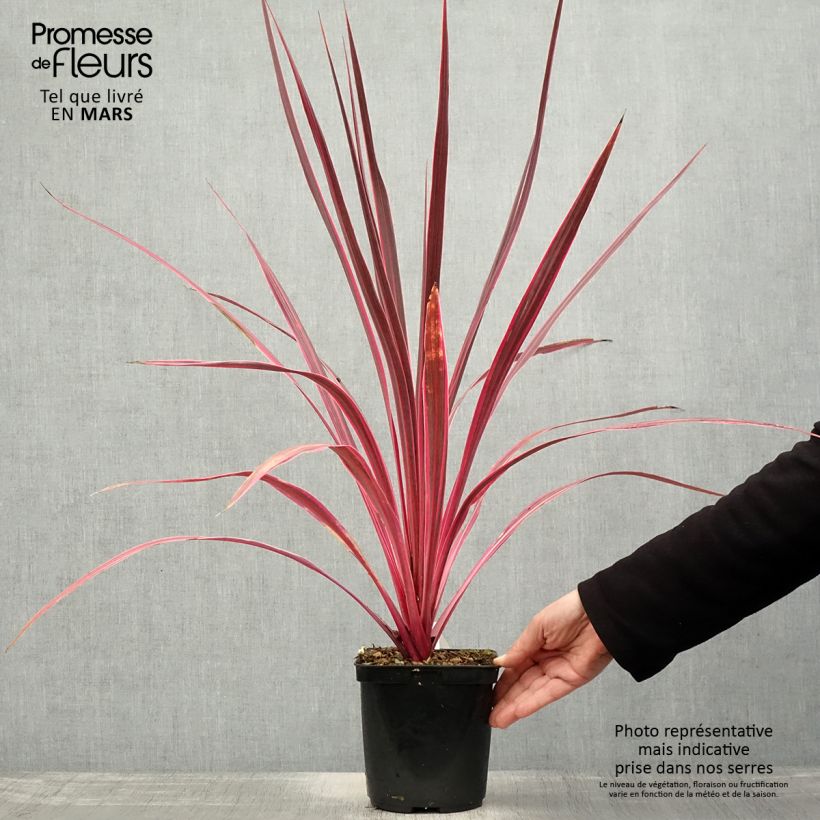 Cordyline banksii Electric Pink - Cordiline Vaso da 3L/4L esemplare consegnato in primavera