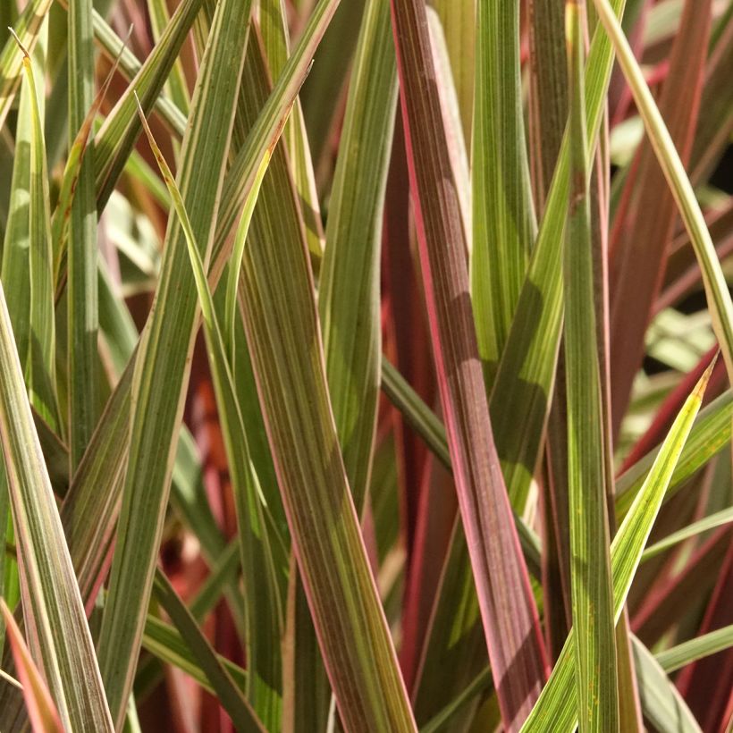 Cordyline banksii Can Can - Cordiline (Fogliame)