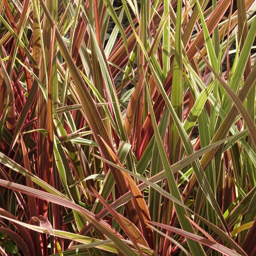 Cordyline banksii Can Can - Cordiline (Porto)