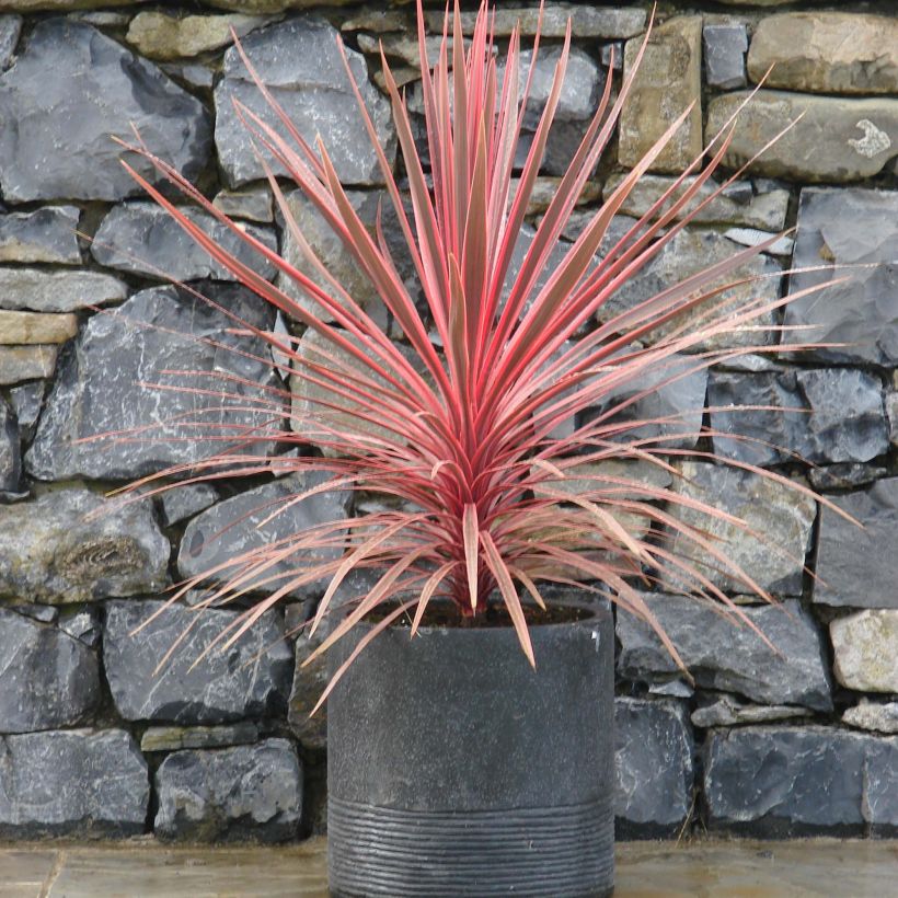 Cordyline australis Charlie boy - Cordiline (Porto)