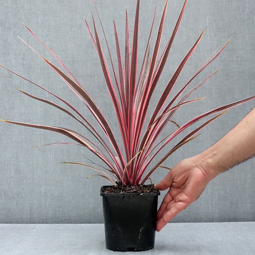 Esemplare di Cordyline australis Charlie boy - Cordiline Vaso da 2L/3L consegnato in estate