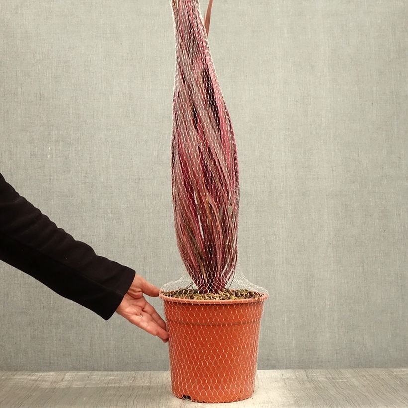 Esemplare di Cordyline australis Charlie boy - Cordiline Vaso da 4L/5L come consegnato in autunno