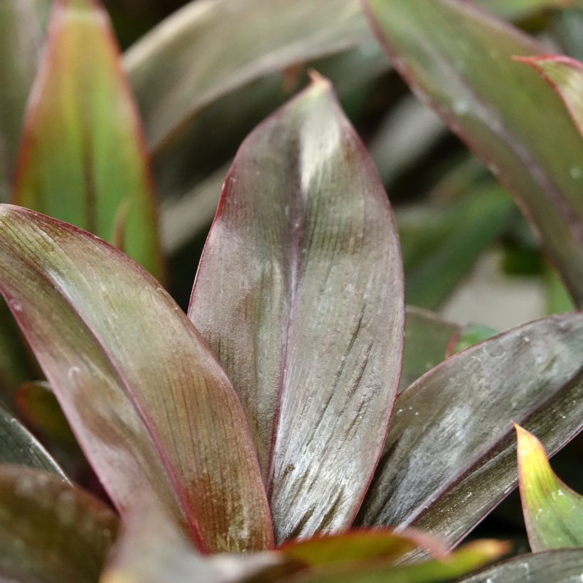 Cordyline fructicosa Purple Compacta - Cordiline (Fogliame)