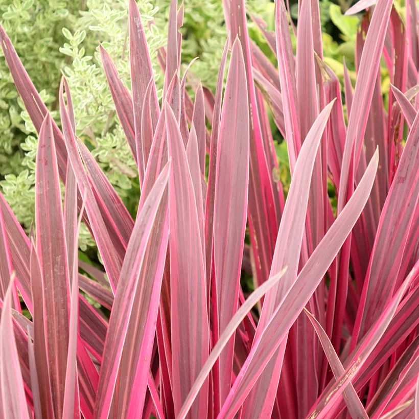 Cordyline Paso Doble - Cordiline (Fogliame)
