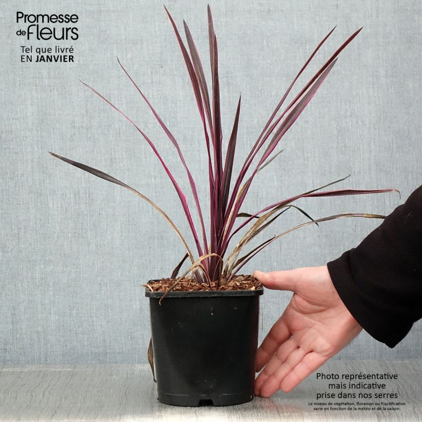 Cordyline Paso Doble - Cordiline Vaso da 1,5L/2L esemplare consegnato in inverno