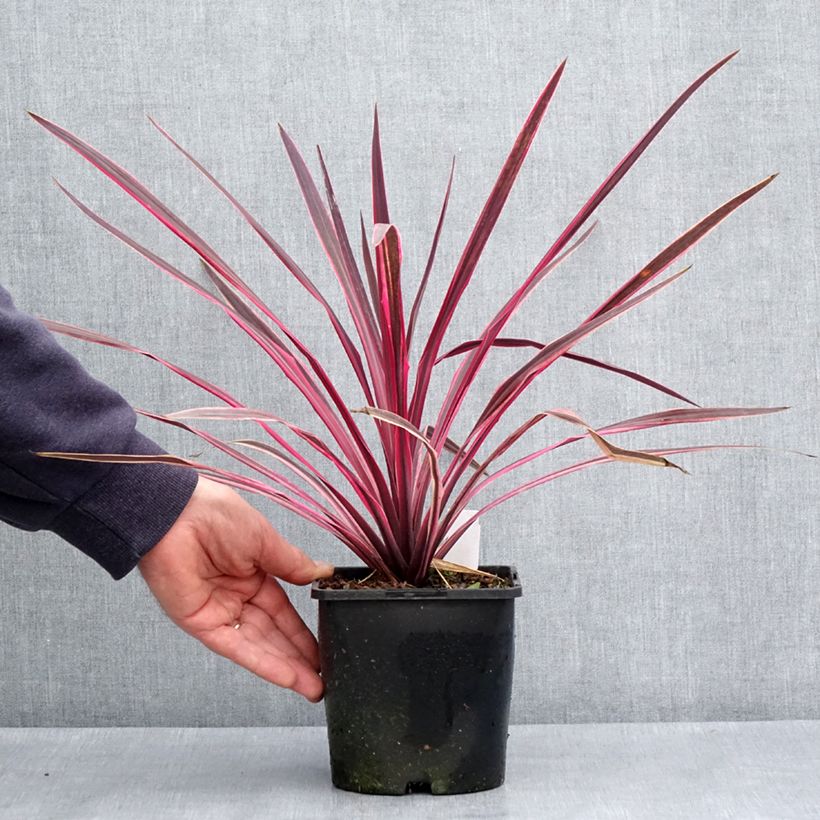 Cordyline Paso Doble - Cordiline Vaso da 1,5L/2L esemplare consegnato in primavera