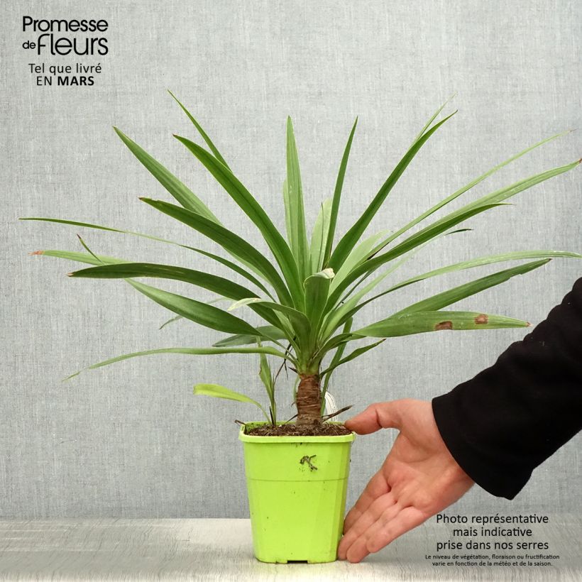 Cordyline australis Ti Tawhiti - Cordiline Vaso da 1L/1,5L esemplare consegnato in primavera