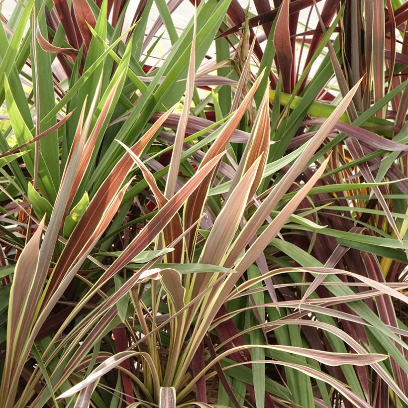 Trio di Cordyline Black Knight/Electric Flash/Peko (Fogliame)