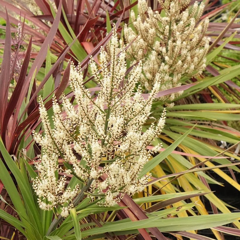 Trio di Cordyline Black Knight/Electric Flash/Peko (Fioritura)