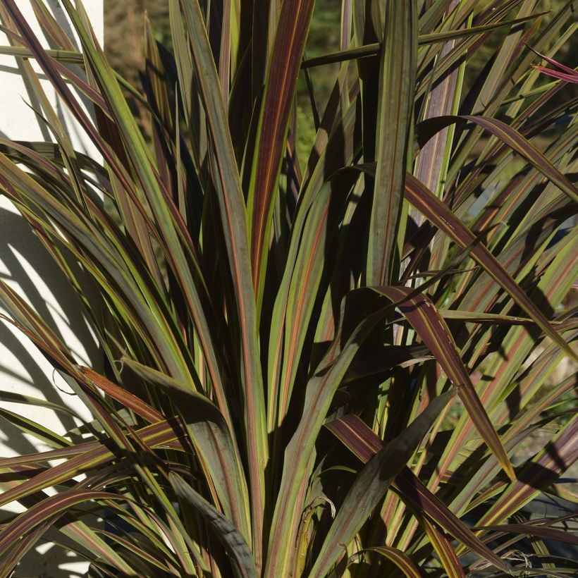 Cordyline banksii Electric Star - Cordiline (Fogliame)