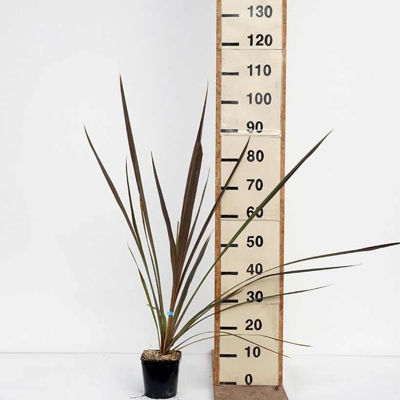 Cordyline banksii Electric Star - Cordiline Vaso da 1,5L/2L esemplare consegnato in primavera