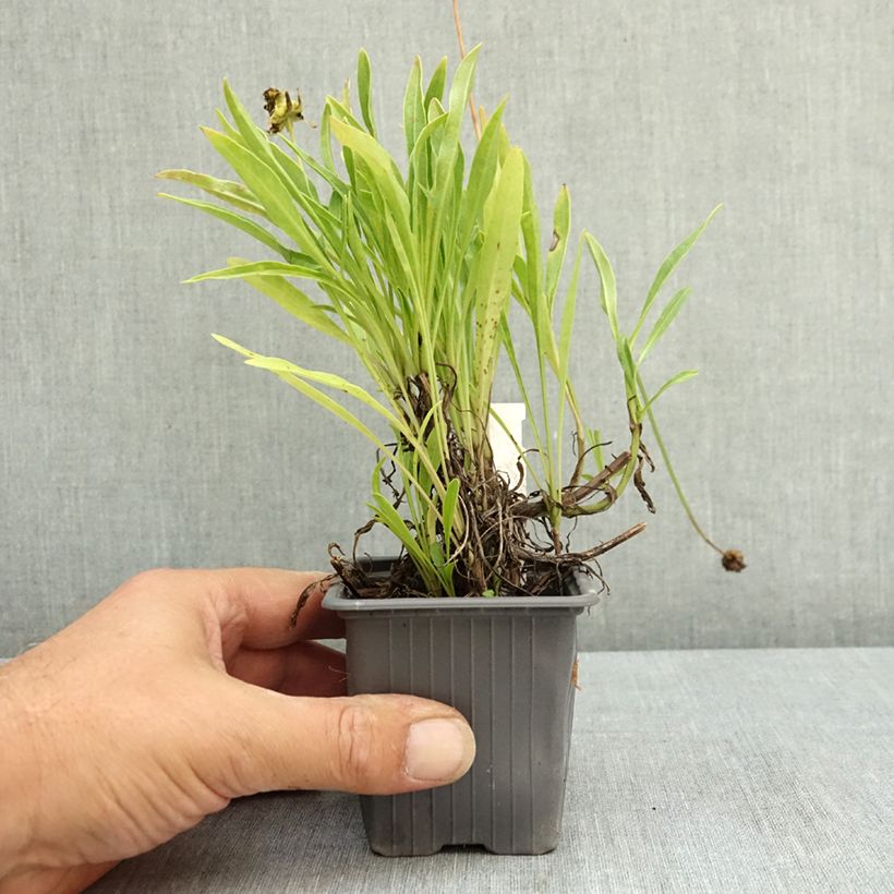 Esemplare di Coreopsis grandiflora Badengold Vasetto da 8/9 cm consegnato in estate