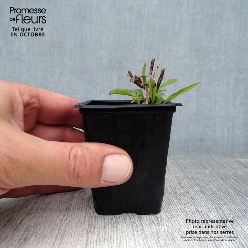 Esemplare di Coreopsis alpinus Early Sunrise Vasetto da 7/8 cm come consegnato in autunno