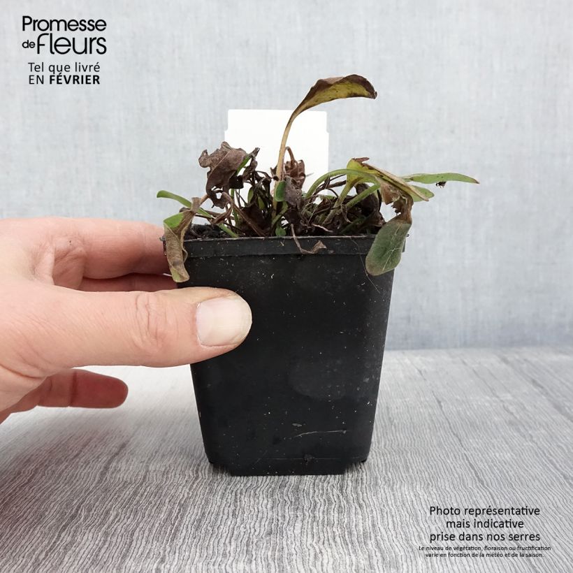 Coreopsis auriculata nana Elfin Gold Vasetto da 8/9 cm esemplare consegnato in inverno