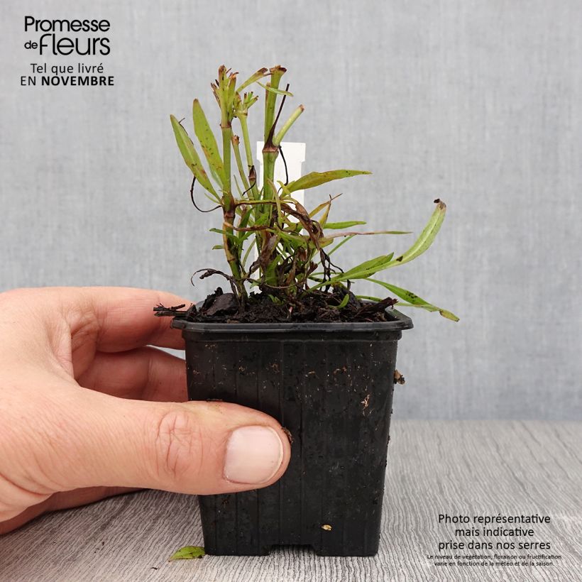 Esemplare di Coreopsis Cosmic Eye Vasetto da 8/9 cm come consegnato in autunno