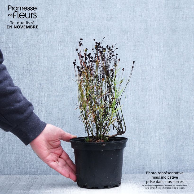 Esemplare di Coreopsis Cosmic Eye Vaso da 2L/3L come consegnato in autunno