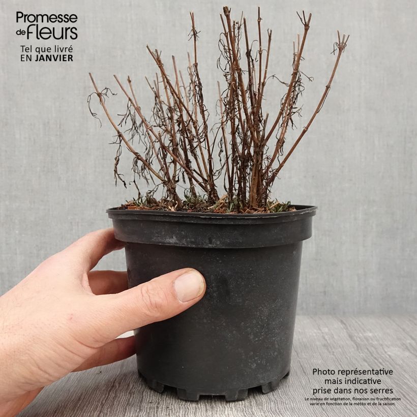 Coreopsis Cosmic Eye Vaso da 2L/3L esemplare consegnato in inverno