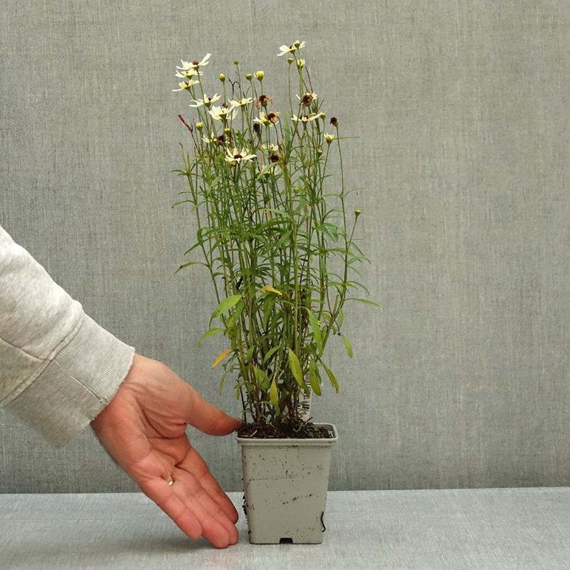 Esemplare di Coreopsis Fool's Gold Vasetto da 8/9 cm come consegnato in autunno