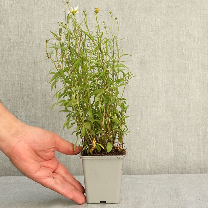Esemplare di Coreopsis Fool's Gold Vasetto da 8/9 cm consegnato in estate