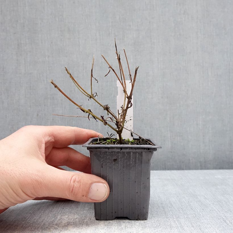 Coreopsis Fool's Gold Vasetto da 8/9 cm esemplare consegnato in inverno