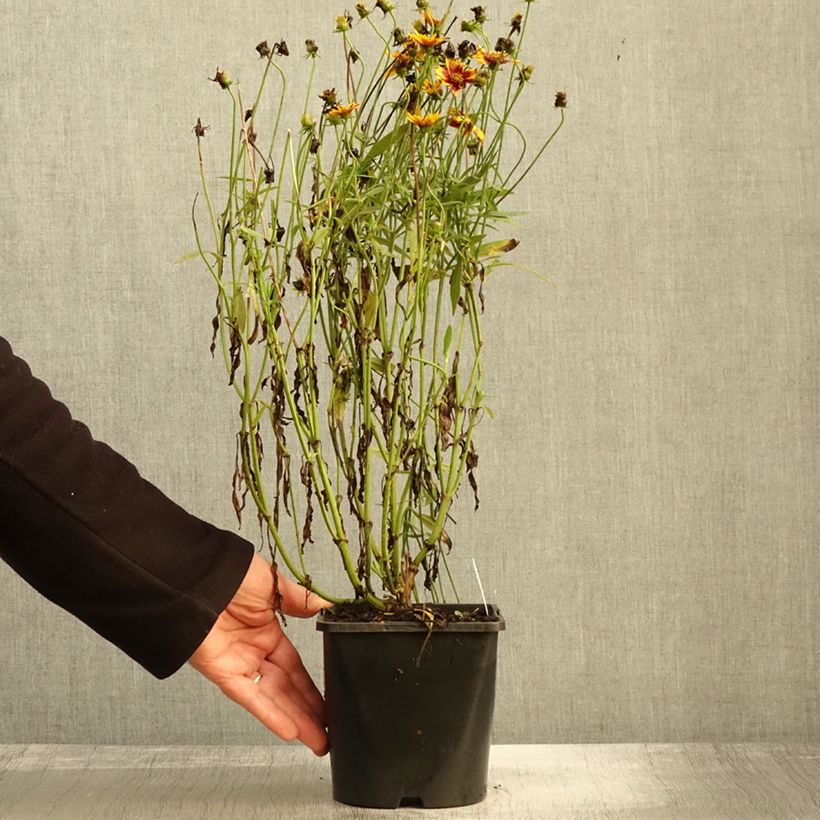 Esemplare di Coreopsis grandiflora Golden Stardust Vaso da 1,5L/2L come consegnato in autunno