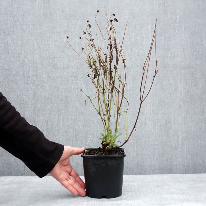 Coreopsis grandiflora Golden Stardust Vaso da 1,5L/2L esemplare consegnato in inverno