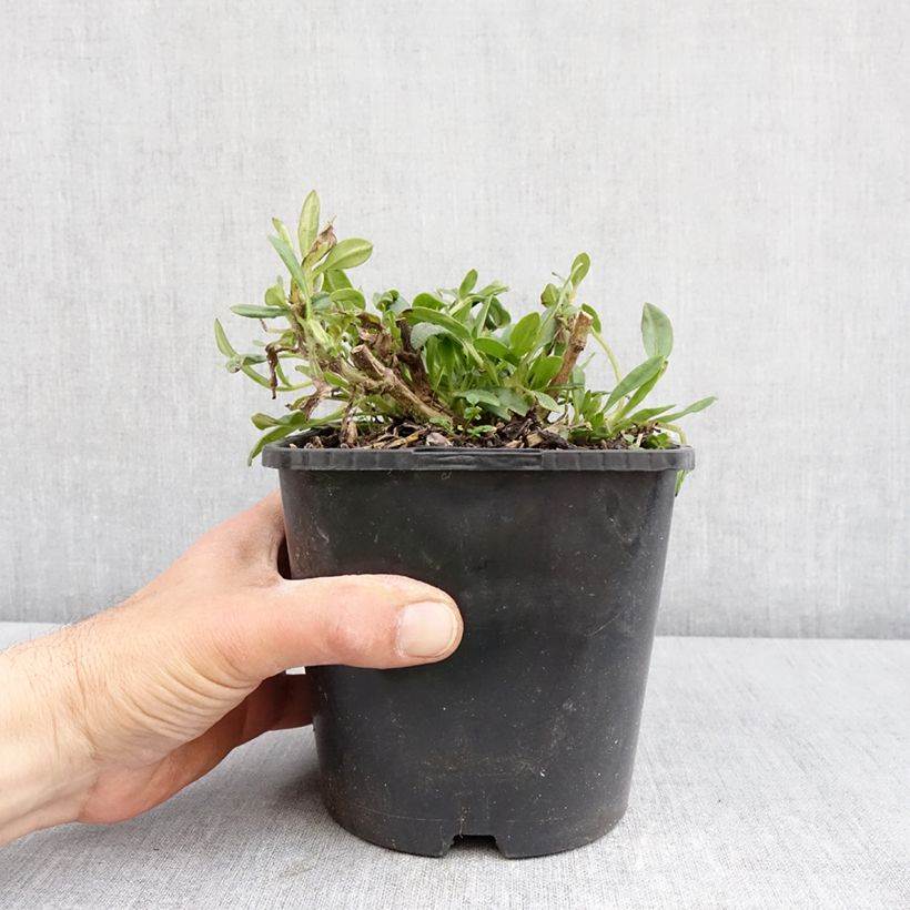 Coreopsis grandiflora Golden Stardust Vaso da 1,5L/2L esemplare consegnato in primavera