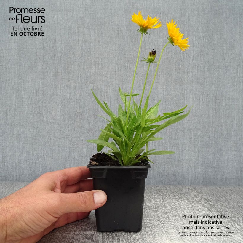 Esemplare di Coreopsis grandiflora Louis d'Or Vasetto da 7/8 cm come consegnato in autunno