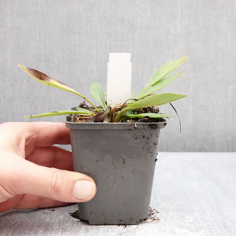 Coreopsis grandiflora Solar Fancy Vasetto da 7/8 cm esemplare consegnato in inverno