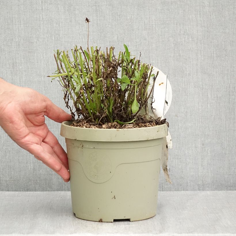 Esemplare di Coreopsis grandiflora Solar Fancy Vaso da 3L/4L come consegnato in autunno