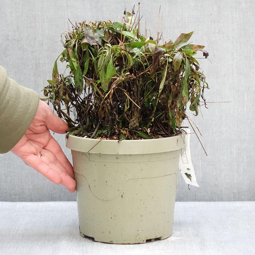 Coreopsis grandiflora Solar Fancy Vaso da 3L/4L esemplare consegnato in inverno