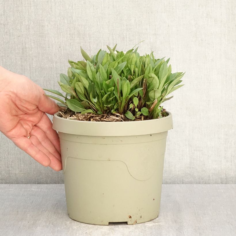 Coreopsis grandiflora Solar Jewel Vaso da 3L/4L esemplare consegnato in primavera