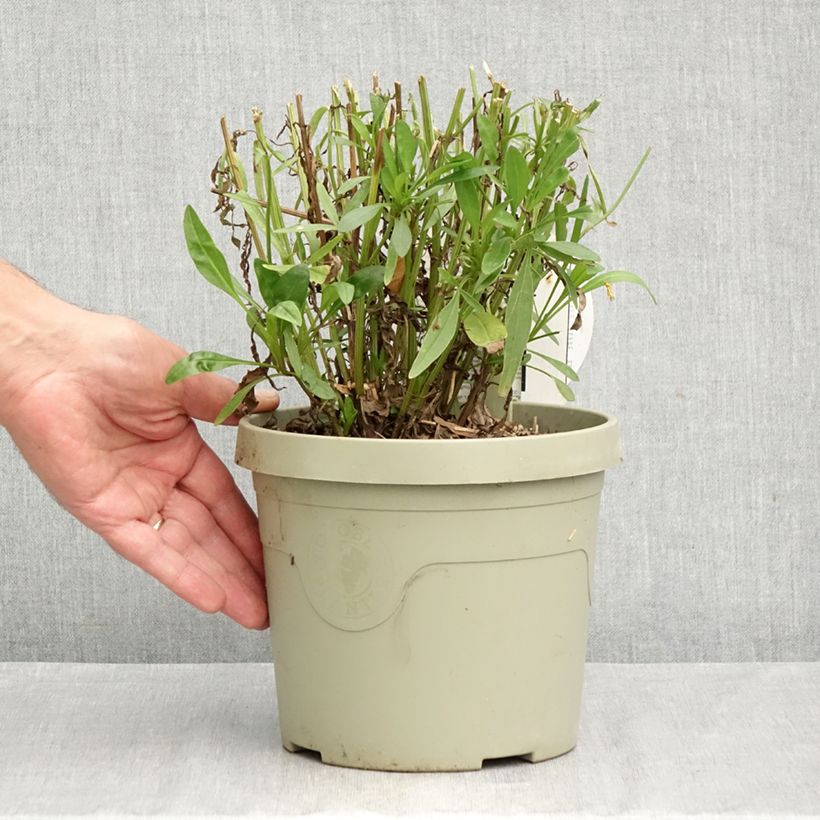 Esemplare di Coreopsis grandiflora Solar Moon Vaso da 3L/4L come consegnato in autunno