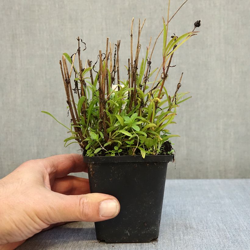 Esemplare di Coreopsis grandiflora Sunkiss Vasetto da 8/9 cm come consegnato in autunno
