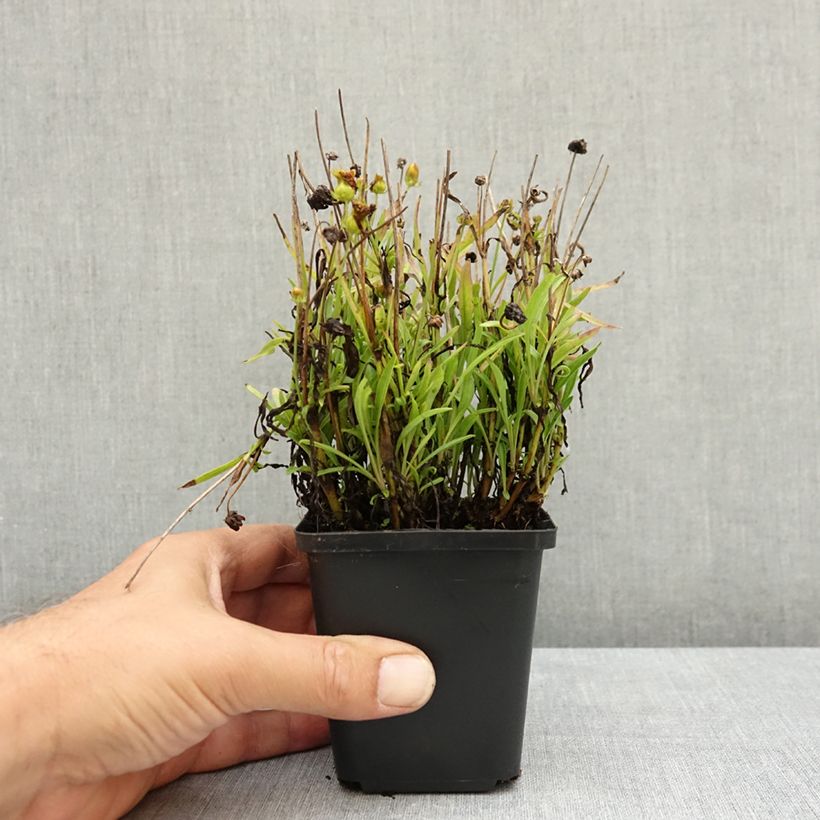 Esemplare di Coreopsis grandiflora Sunkiss Vasetto da 8/9 cm consegnato in estate
