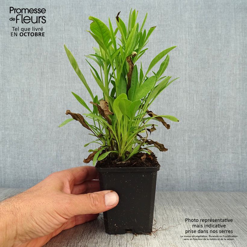 Esemplare di Coreopsis grandiflora Sunray Vasetto da 8/9 cm come consegnato in autunno