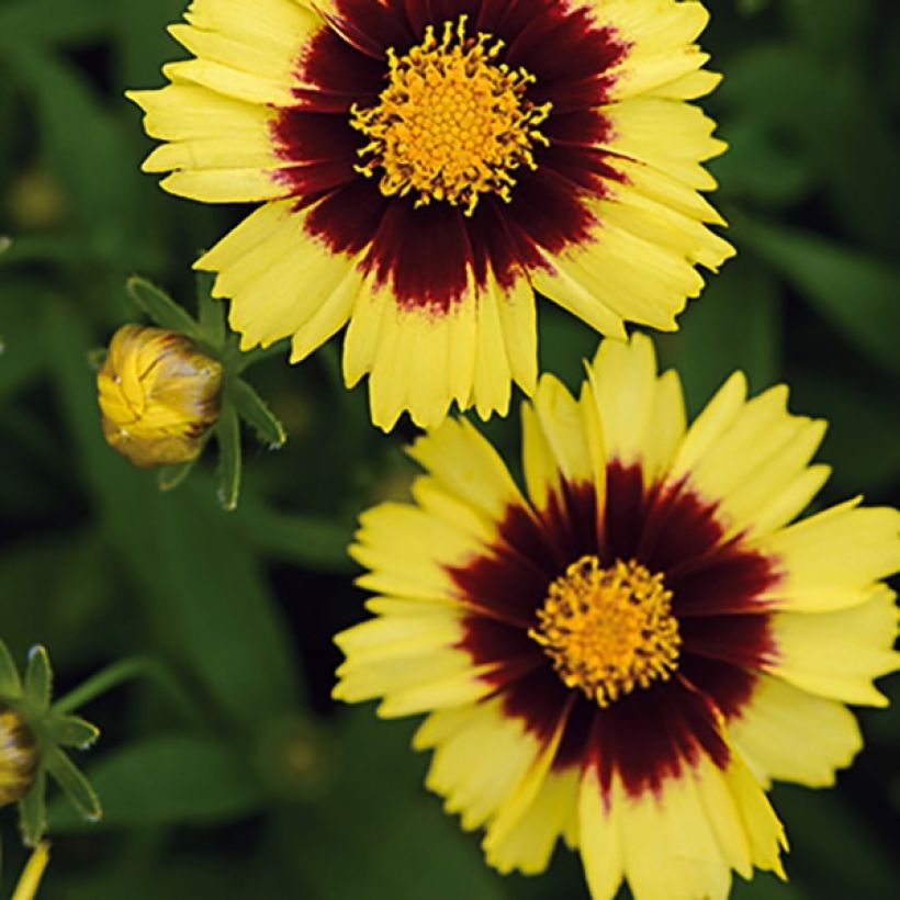 Coreopsis Uptick Yellow and Red (Fioritura)